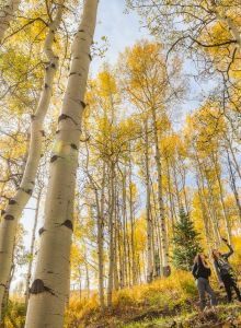 Tall aspens with golden leaves rise to a bright sky as two hikers stand below, soaking in autumn sunlight.