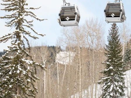 Snowy forest with tall evergreens and cable cars gliding above, offering a wintery alpine scene.