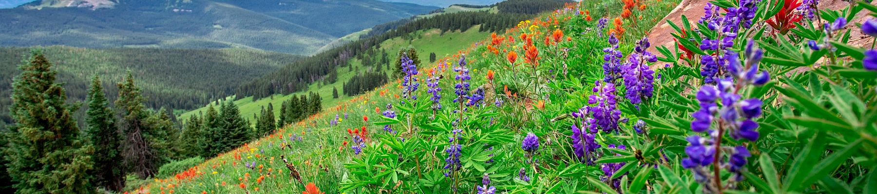 A vibrant alpine meadow on a hillside with colorful wildflowers (violets, reds, yellows) under a blue sky and distant pine forests.