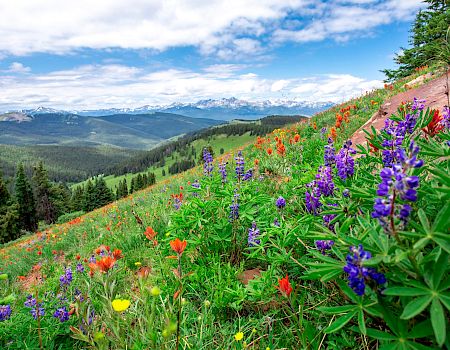 A vibrant alpine meadow on a hillside with colorful wildflowers (violets, reds, yellows) under a blue sky and distant pine forests.