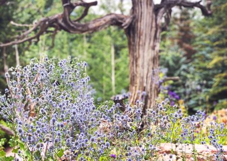A tree trunk with bluebell flowers (purple blue blossoms) at its base in a sunny woodland.