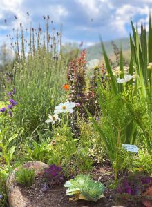A small white flower amid tall green grasses and wildflowers in a sunny garden, with brown stems and a hint of blue petals nearby.