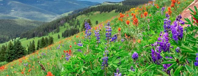 A vibrant hillside meadow dotted with purple and orange wildflowers, rolling green slopes, and distant pine forests under a blue sky.