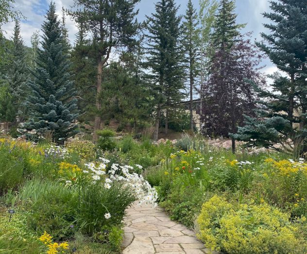 A rocky path winds through a meadow with yellow flowers, trees, and a forest backdrop.