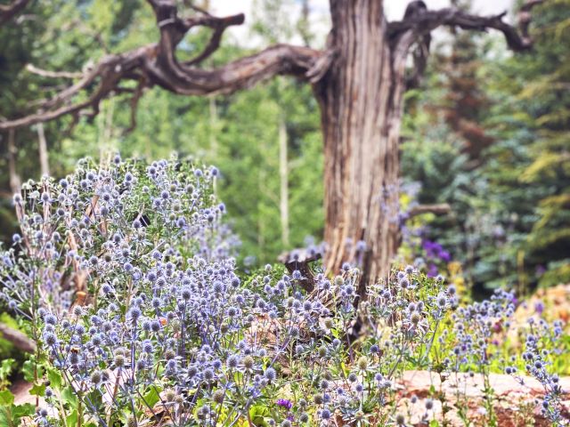 A weathered, leafless tree with twisted branches towers over a field of purple wildflowers, a calm, sunlit garden scene.