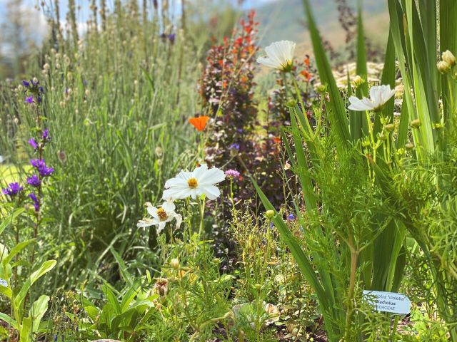 A sunny garden bed with wildflowers, tall grasses, daisies, and succulents, bordered by stones under a blue sky with clouds.