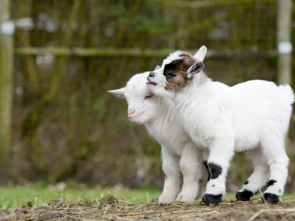 A white goat kid cuddles against a mother goat in a grassy yard, captured in a quiet countryside moment.