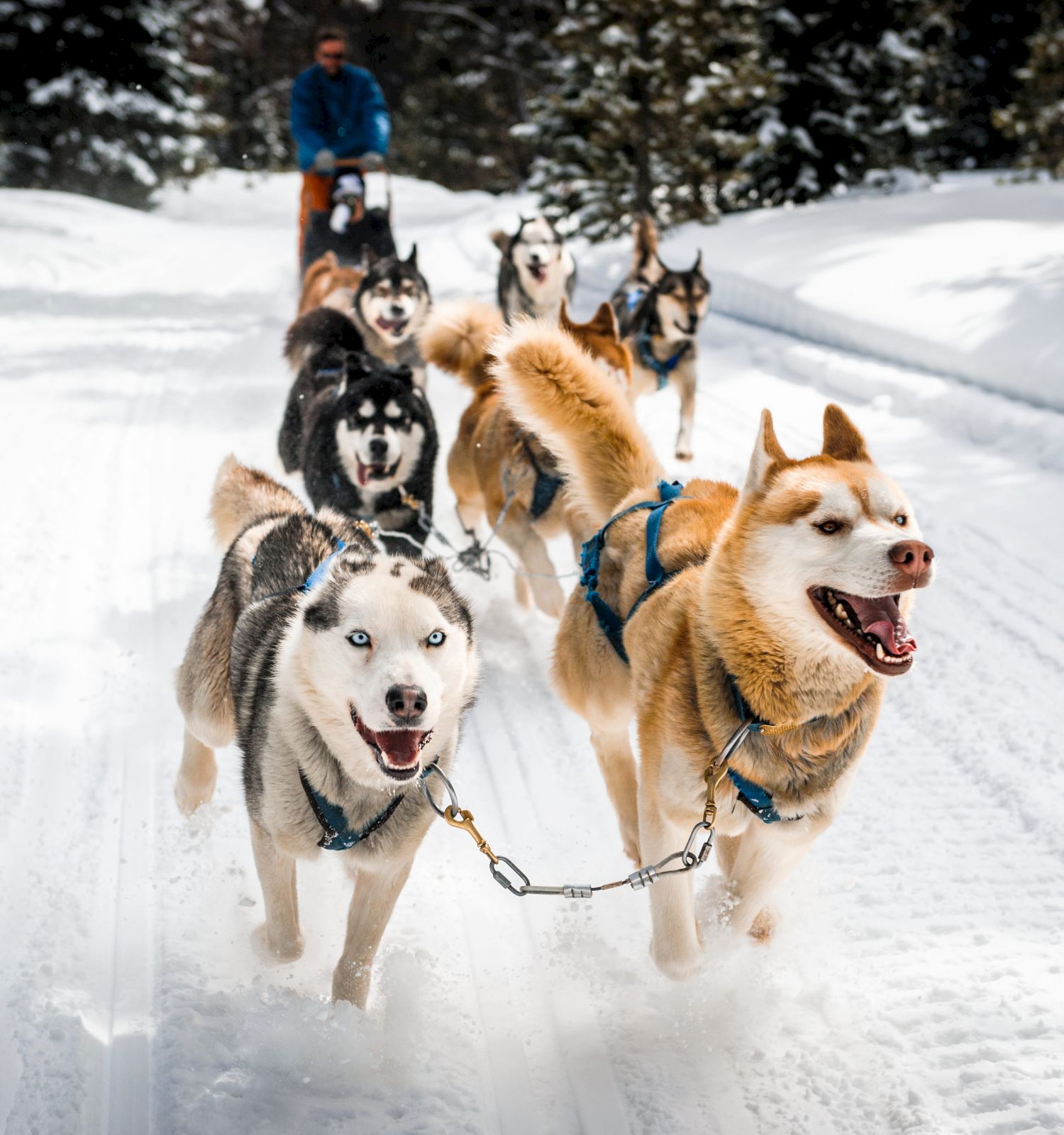 A musher drives a team of huskies pulling a sled through snowy woods, all bundled up for winter.
